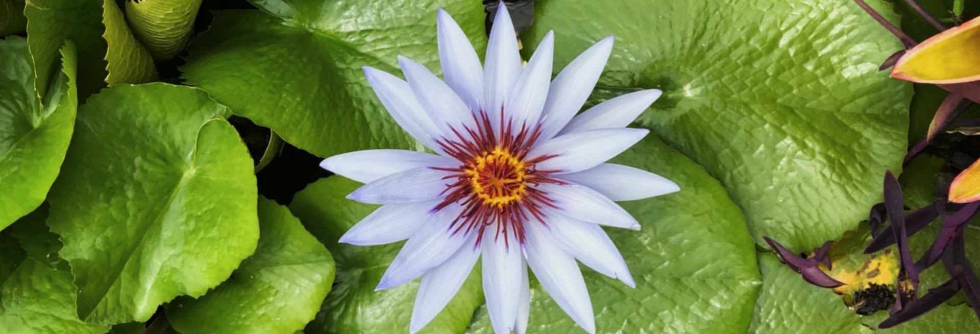 White flower in lilly pads.jpeg