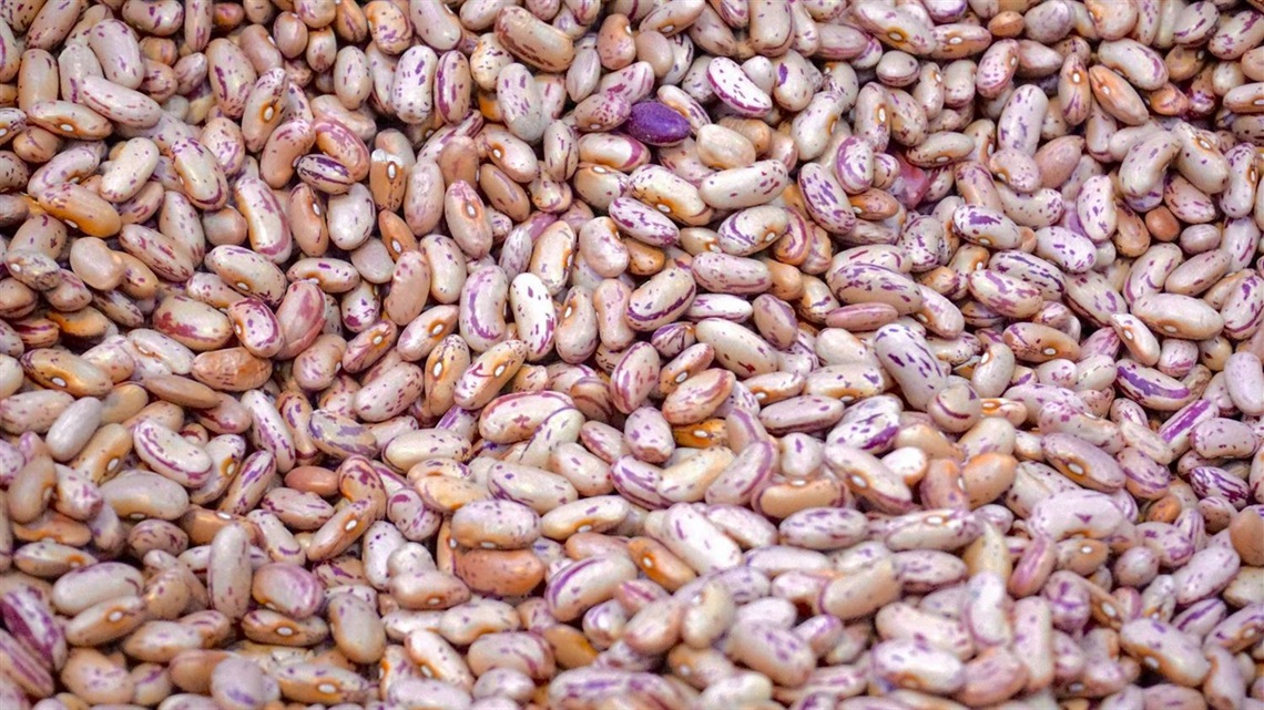 Seeds