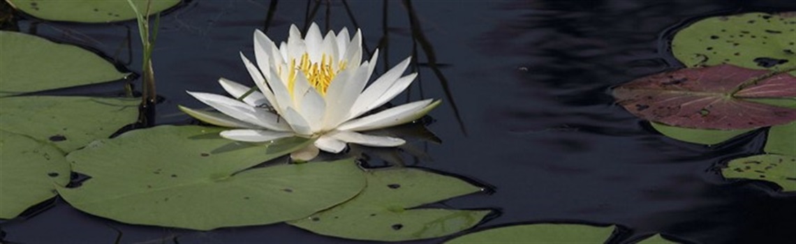 Dade Chapter Florida Native Plant Society.jpg
