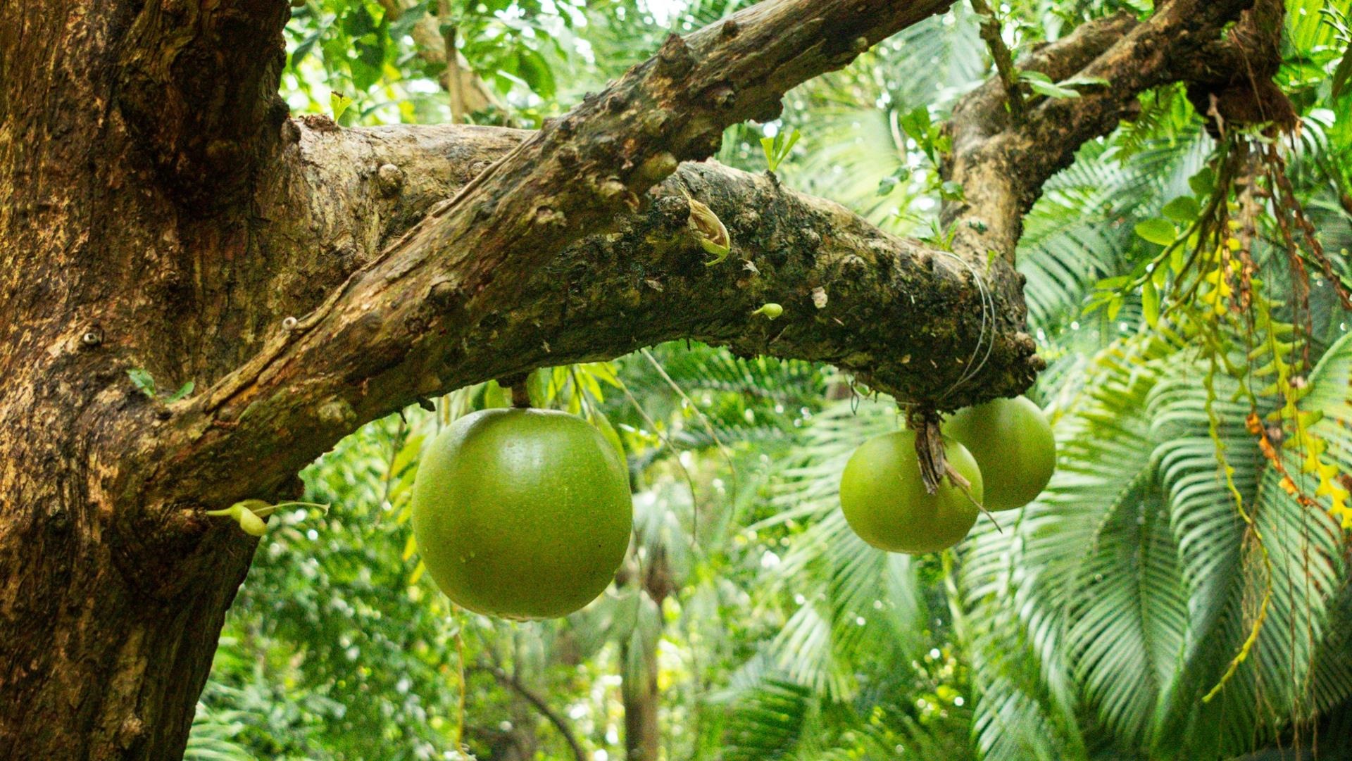 Calabash Fruit