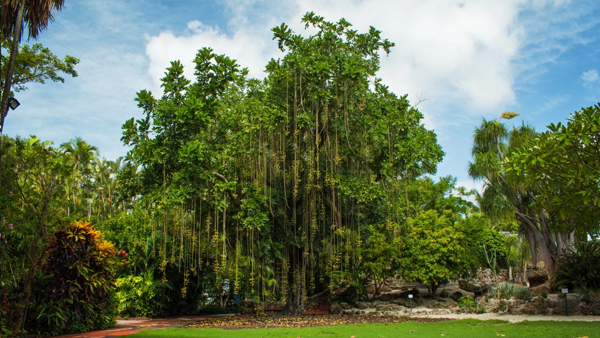 African Sausage tree