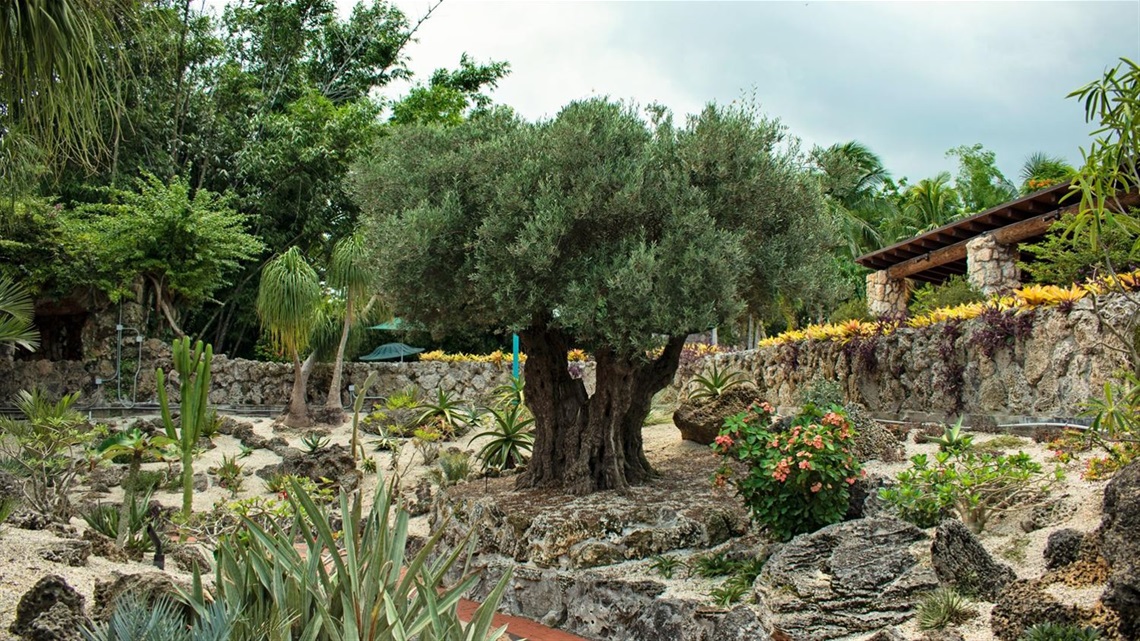Dry Gardens 3.jpeg