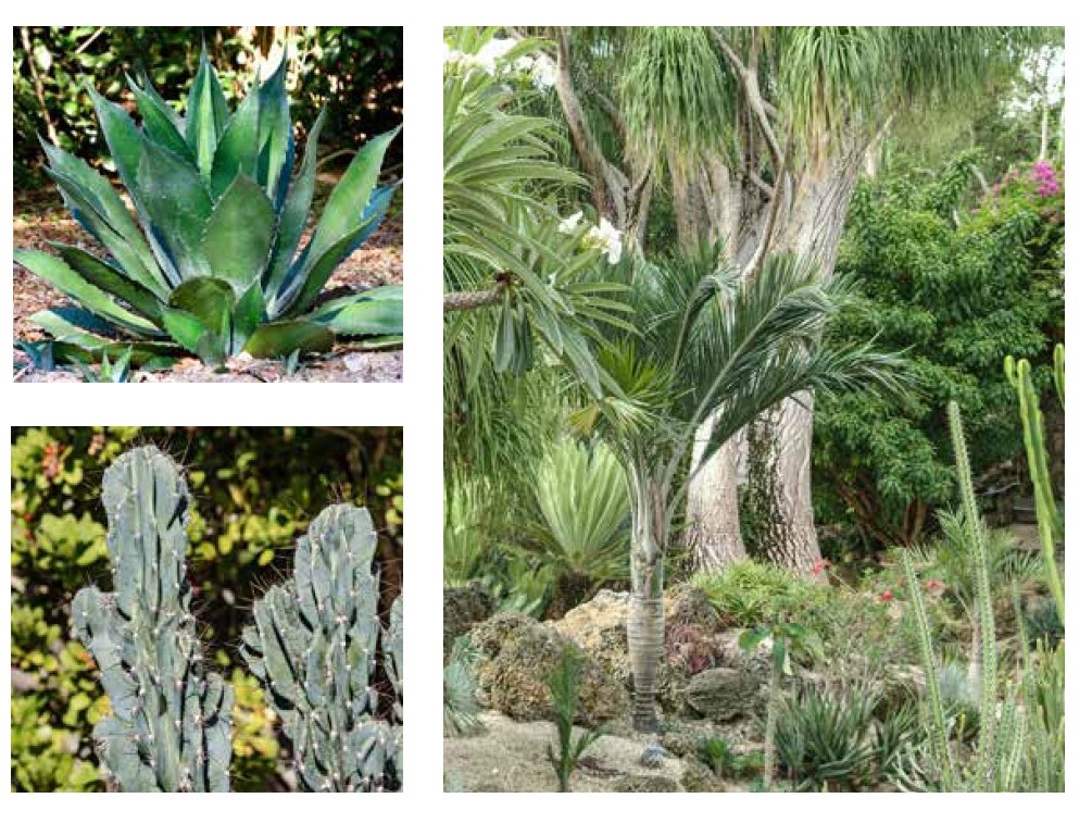 Dry Gardens.jpg
