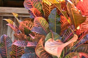 DSC_6144.jpg
