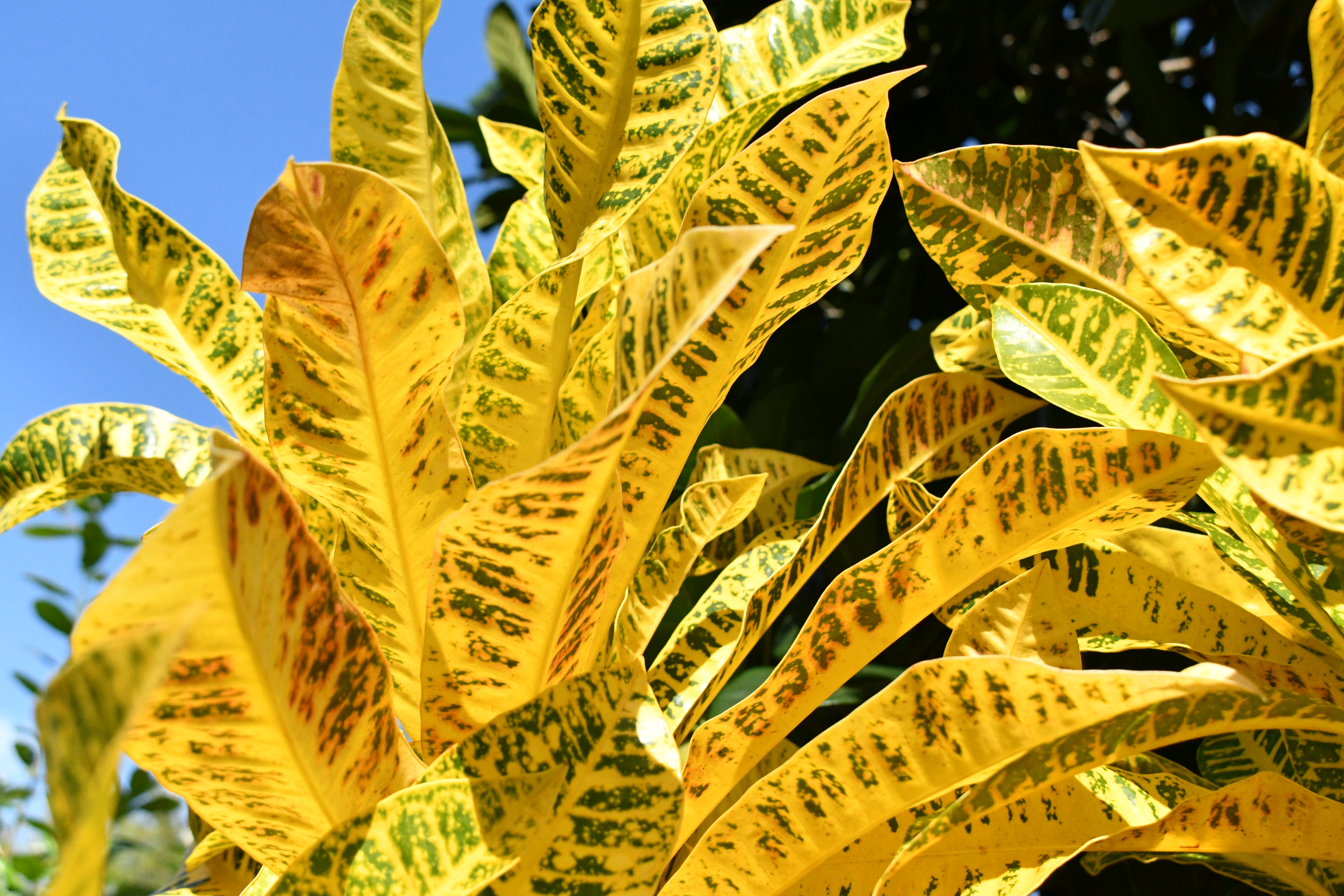 Living Collections Pinecrest Gardens