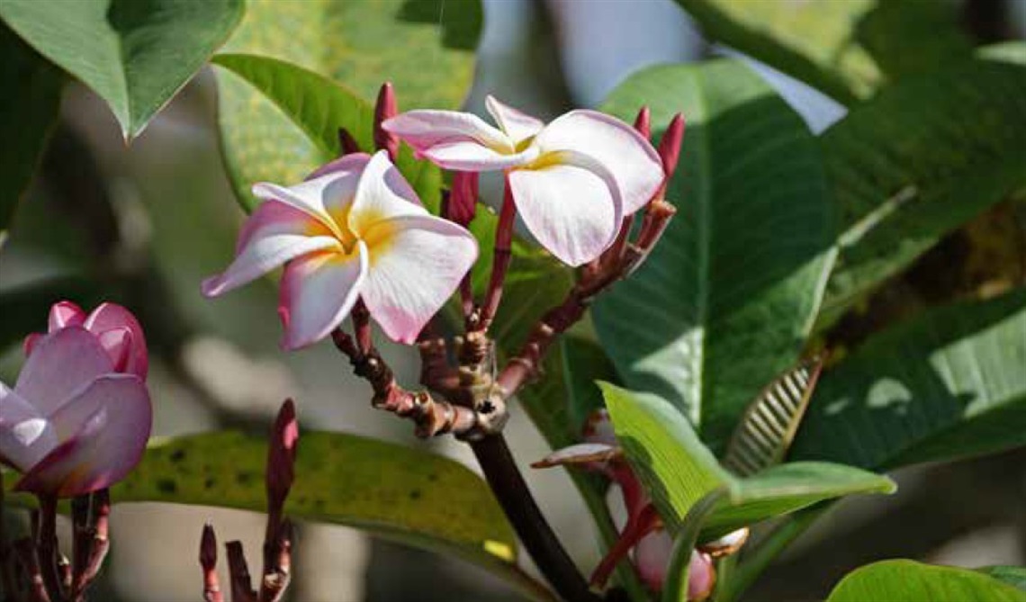 Fragrant Plants Article.jpg