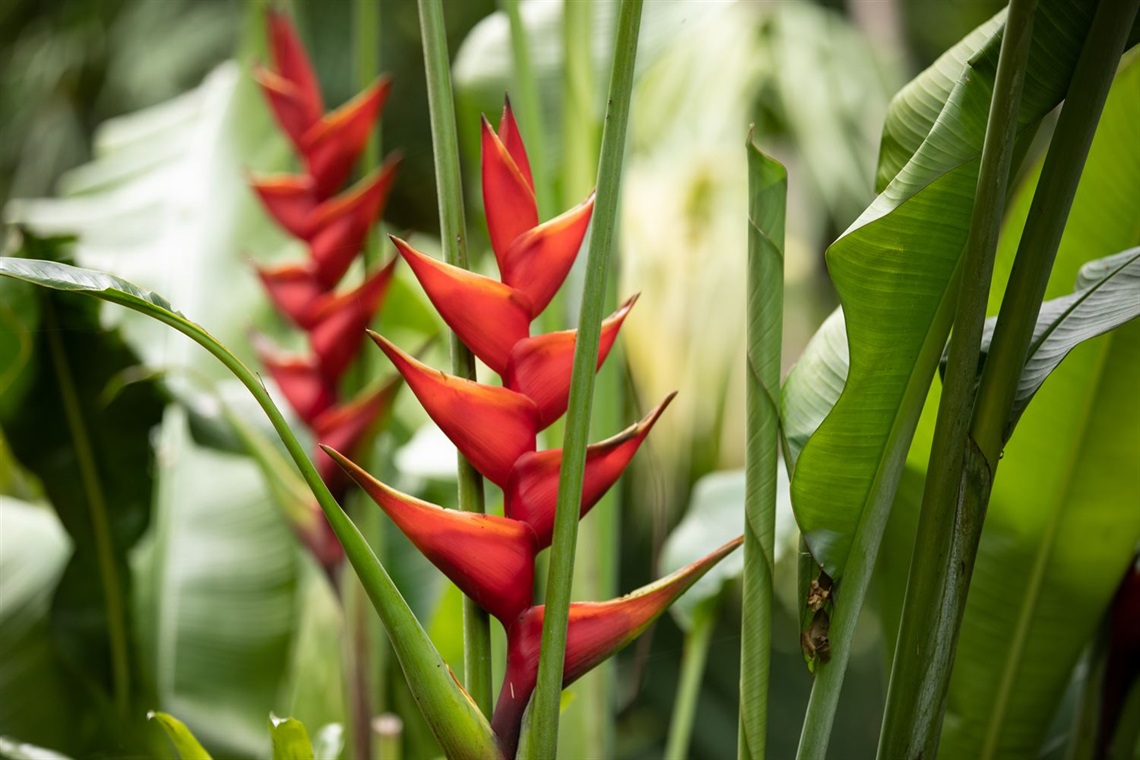 Heliconia2.jpg